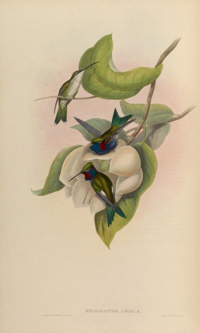 Heliomaster Angelae = Heliomaster Furcifer by John Gould